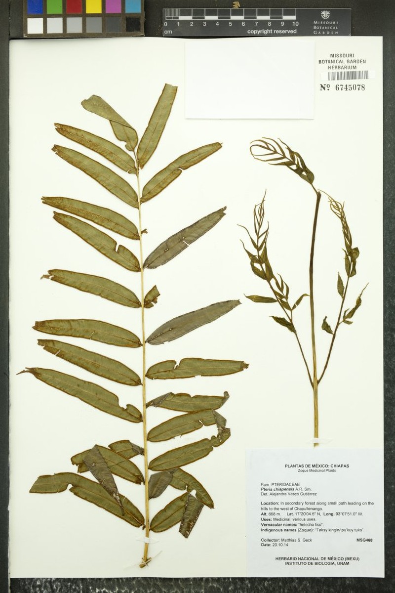 Pteris chiapensis