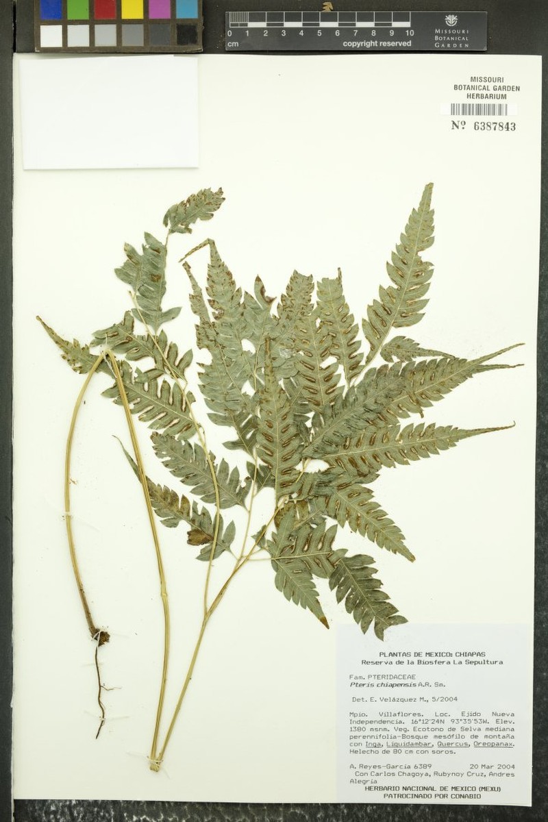 Pteris chiapensis photo 2