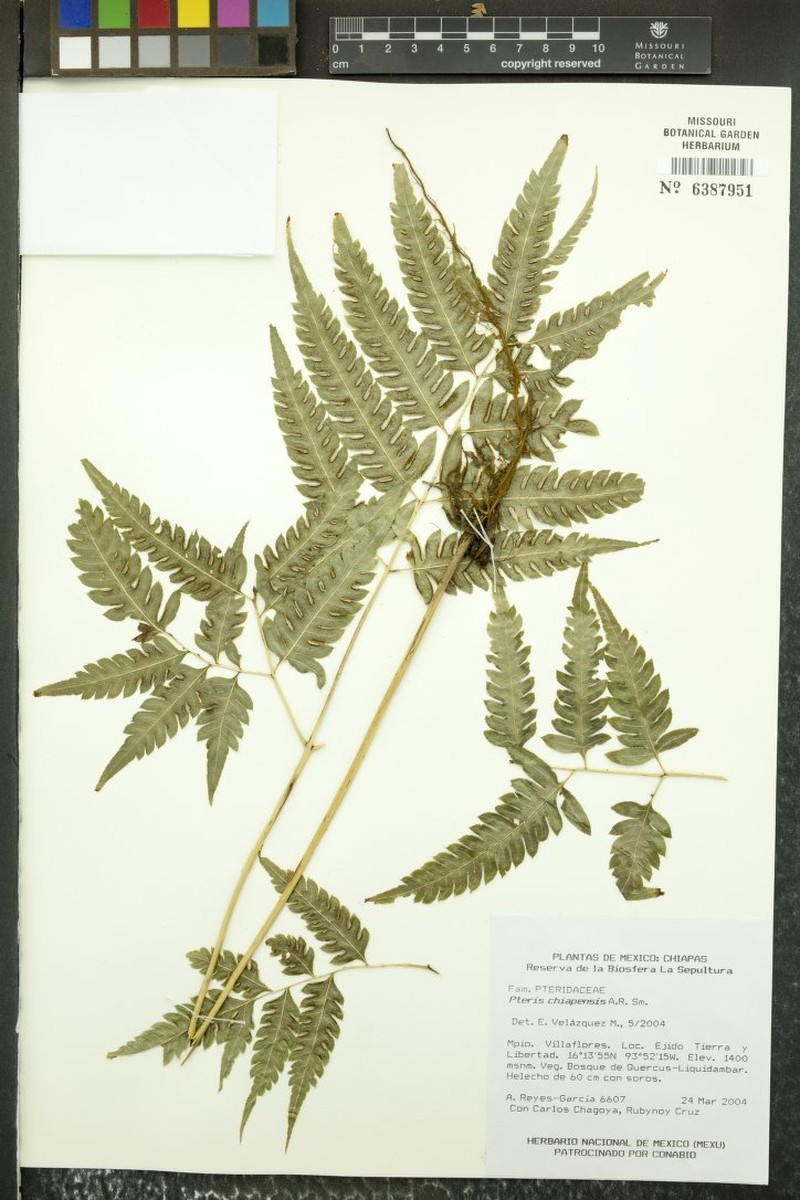 Pteris chiapensis photo 3