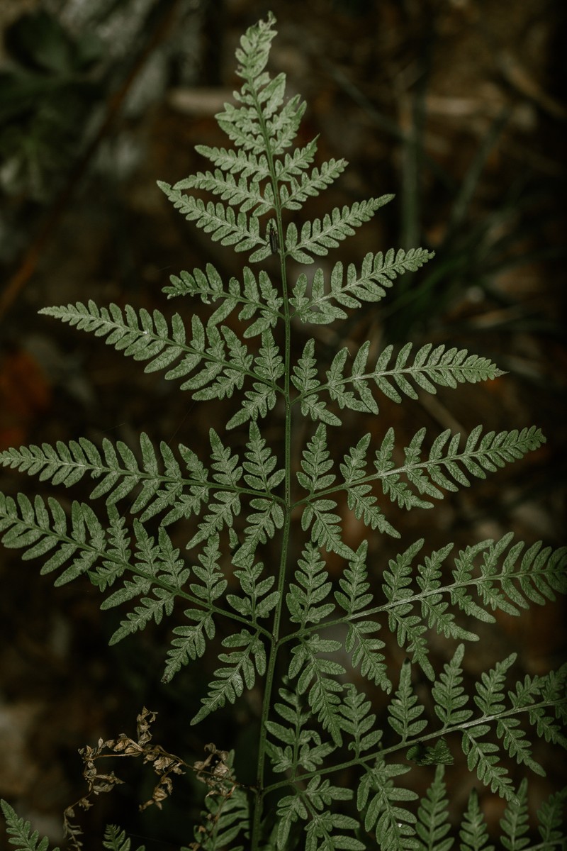 Pteris chilensis