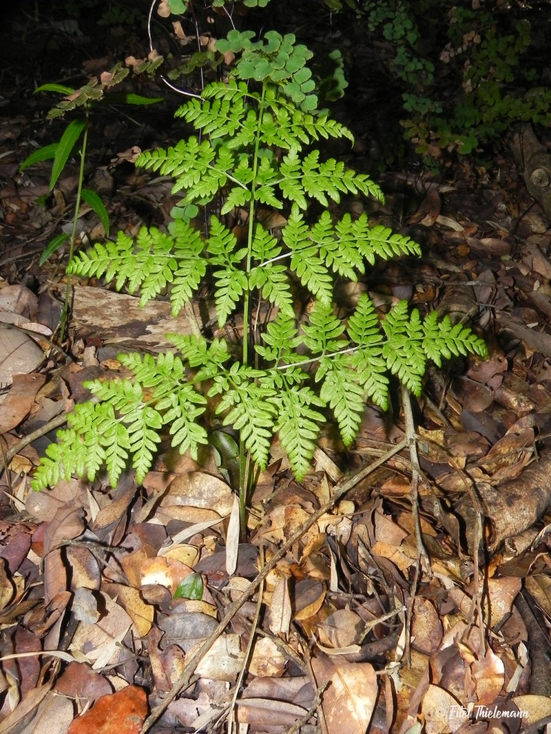 Pteris chilensis photo 2