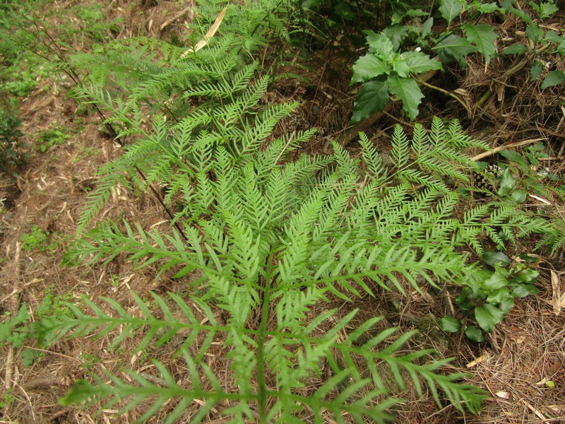 Pteris chilensis photo 3