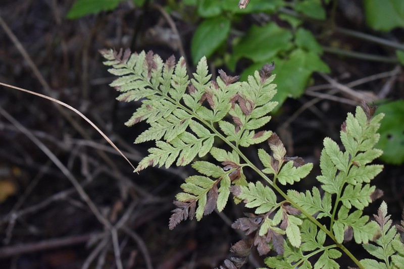 Pteris chilensis photo 4
