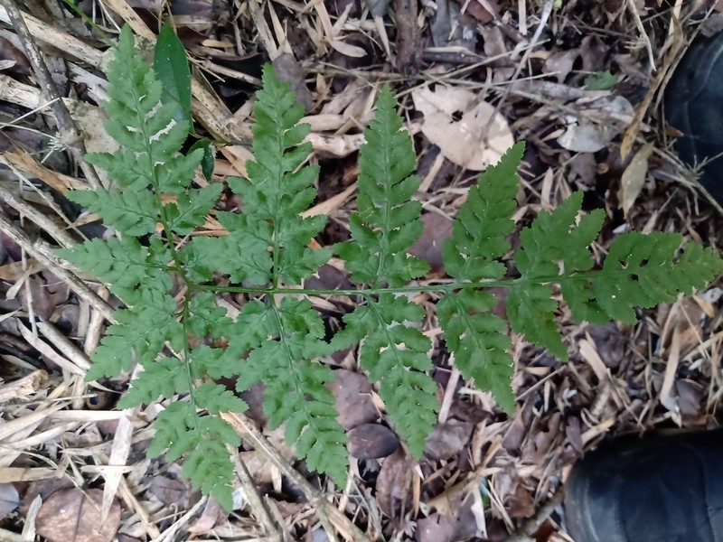 Pteris chilensis photo 5
