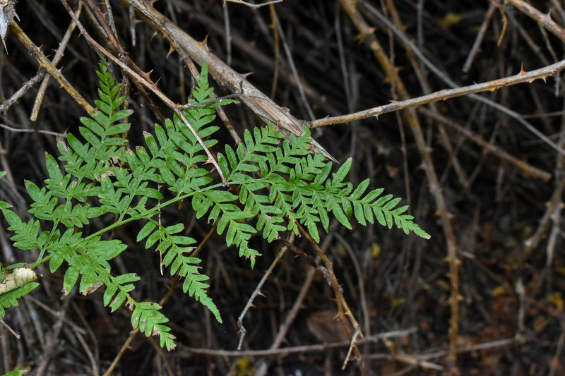Pteris chilensis photo 6