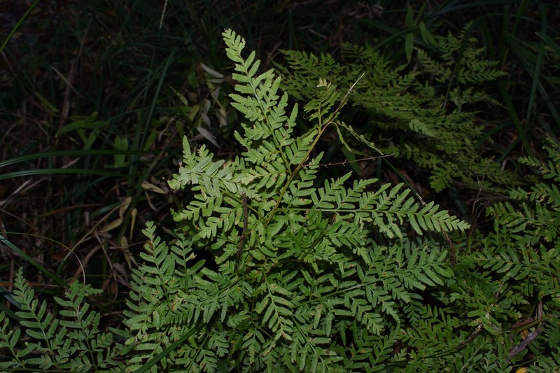 Pteris chilensis photo 7