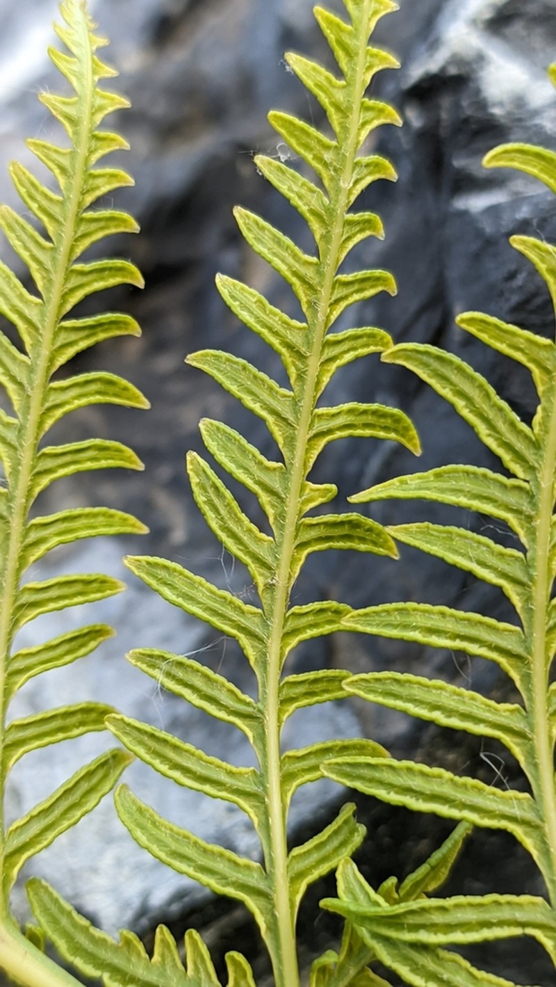Pteris chilensis photo 8