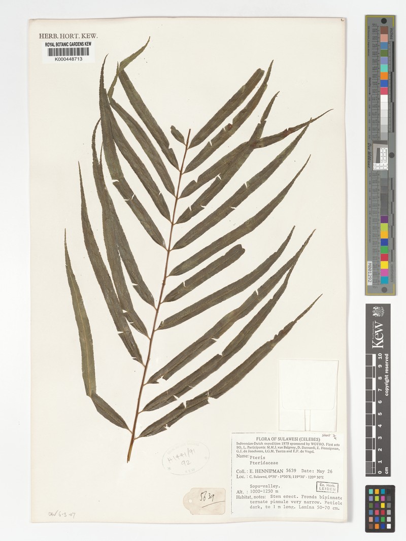 Pteris christensenii