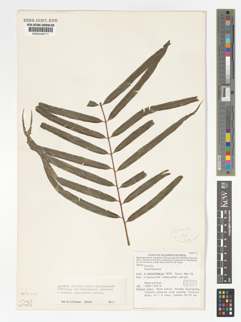 Pteris christensenii photo 2