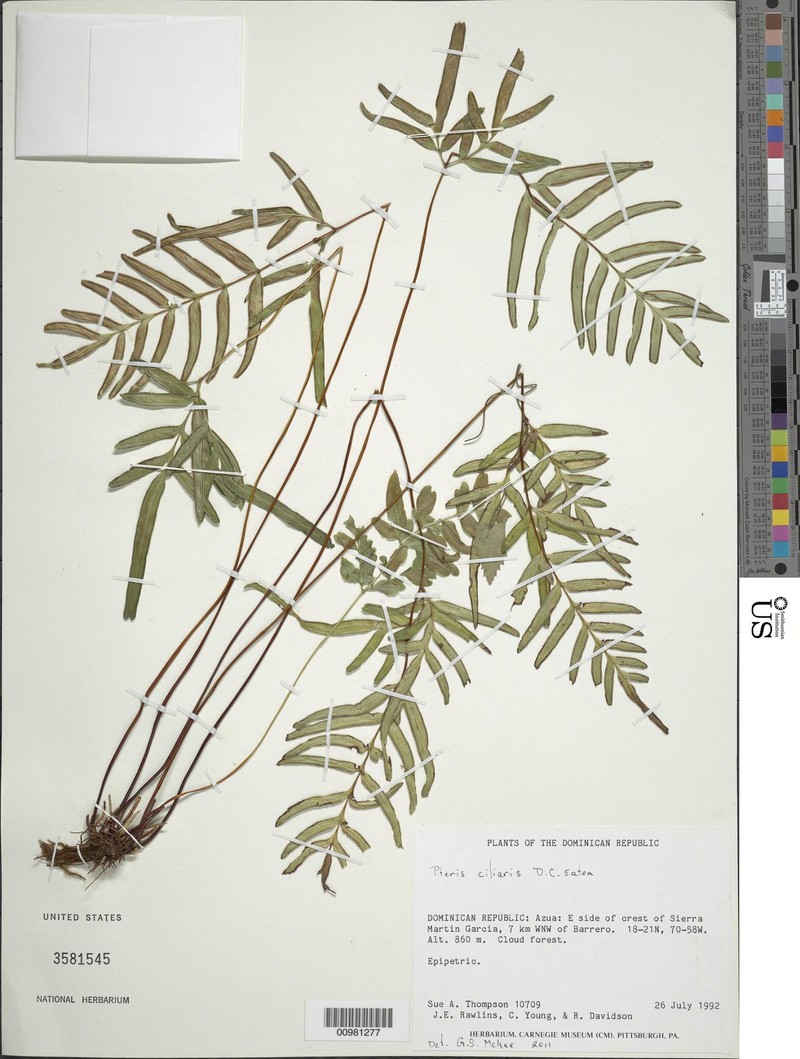 Pteris ciliaris