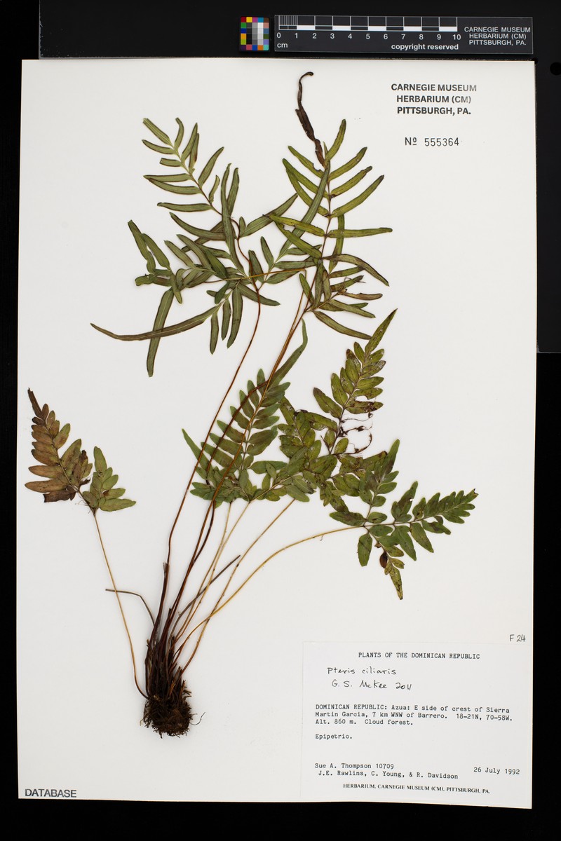 Pteris ciliaris photo 2