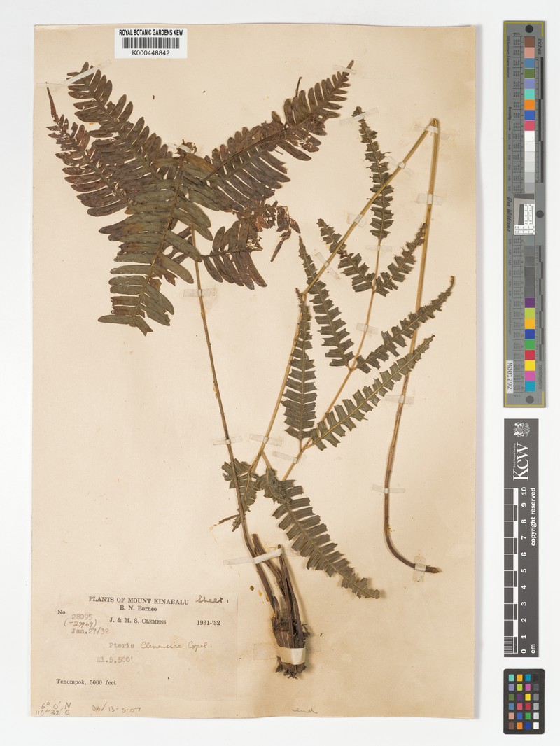 Pteris clemensiae
