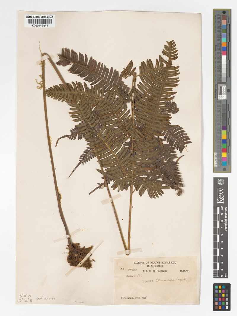 Pteris clemensiae photo 2