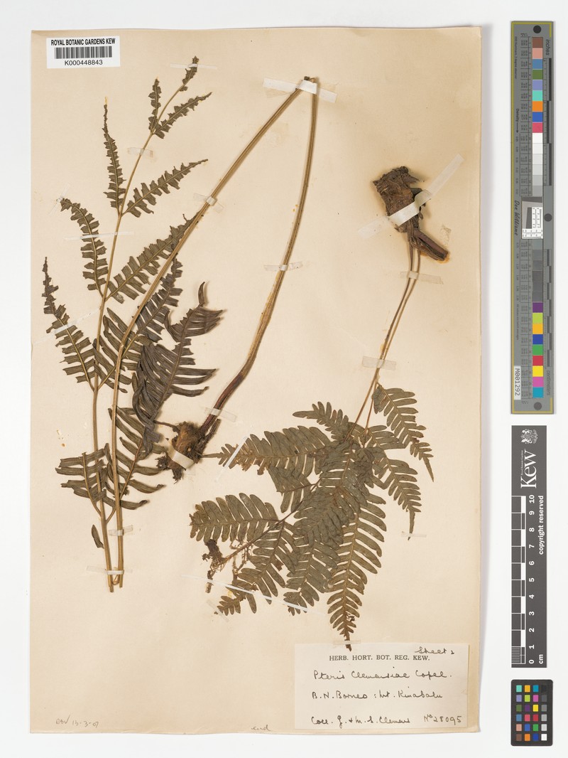 Pteris clemensiae photo 3
