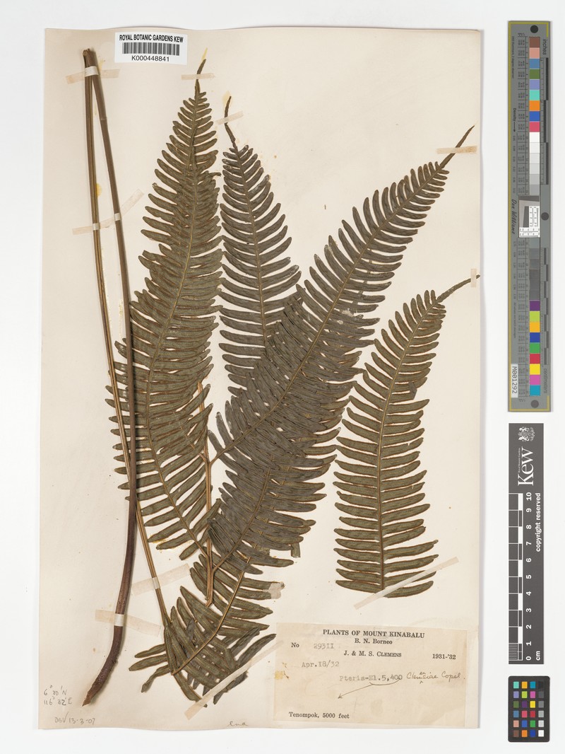 Pteris clemensiae photo 4