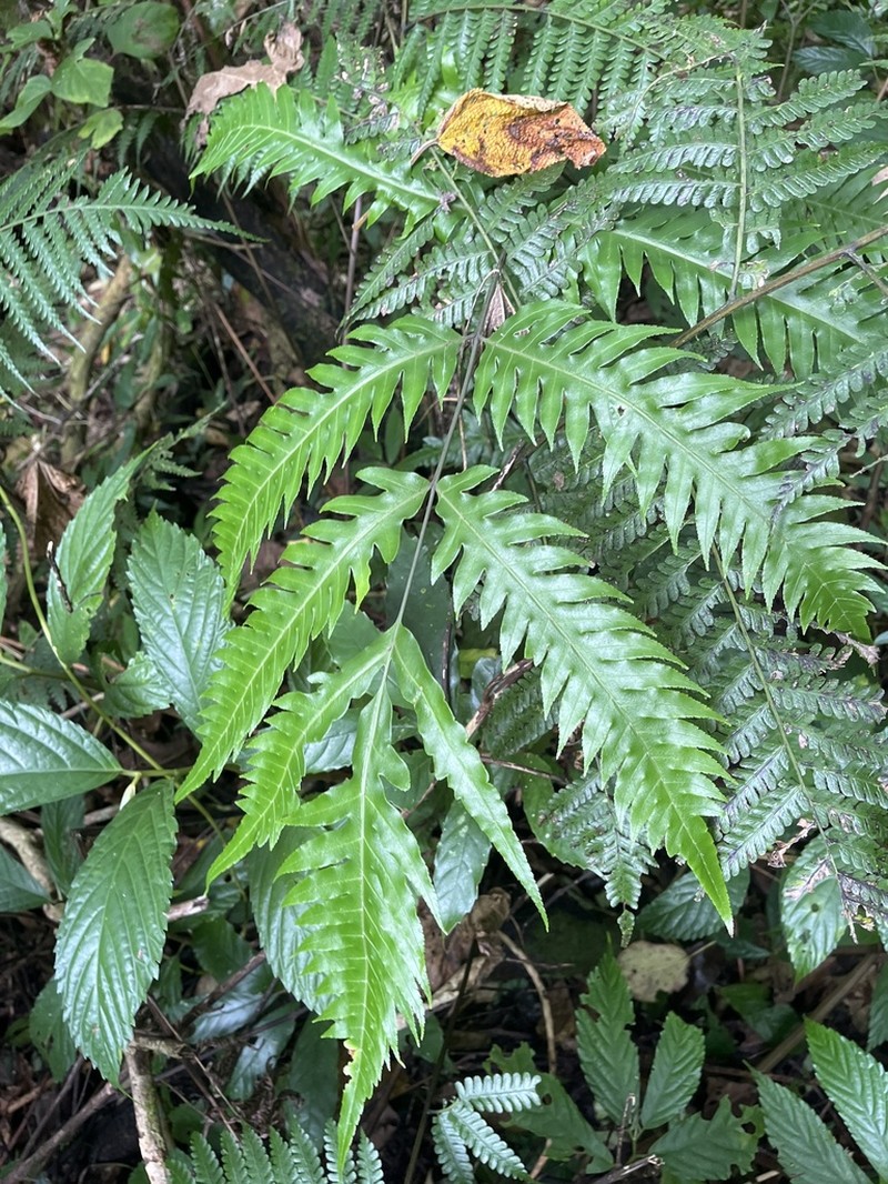 Pteris comans photo 2