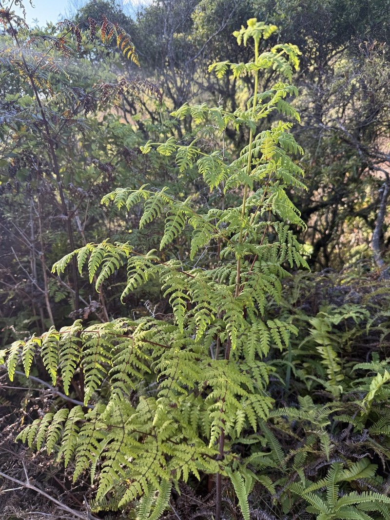 Pteris comans photo 3