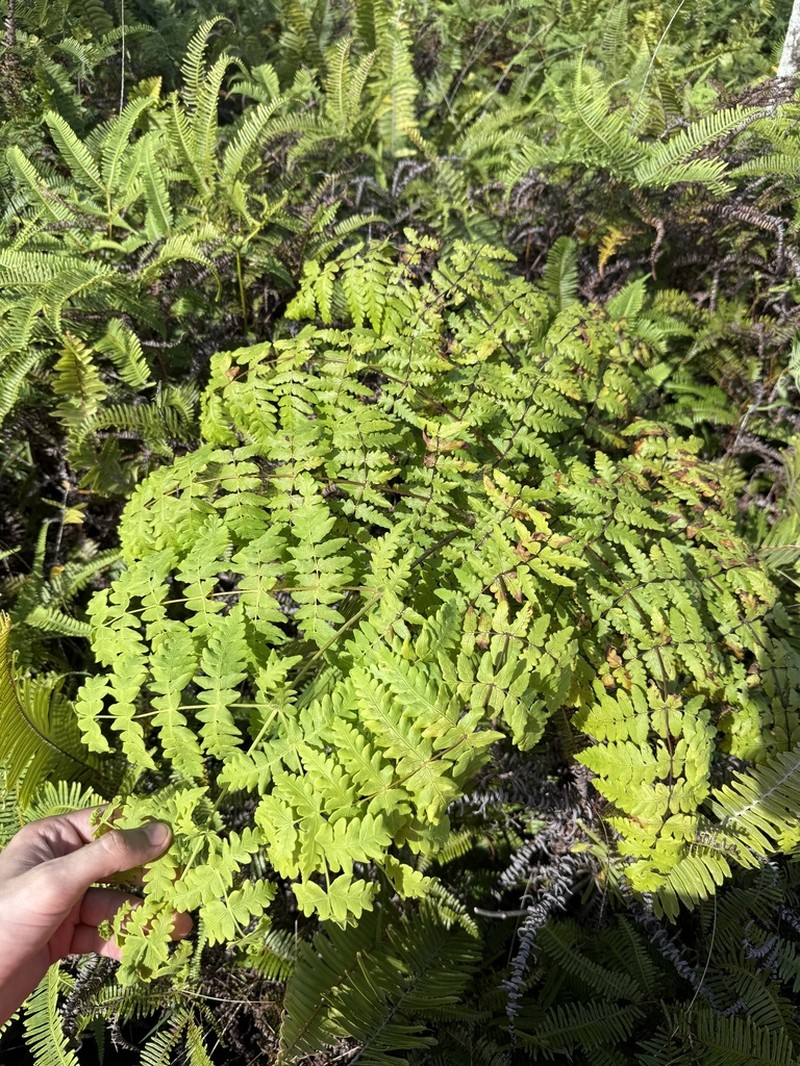 Pteris comans photo 4