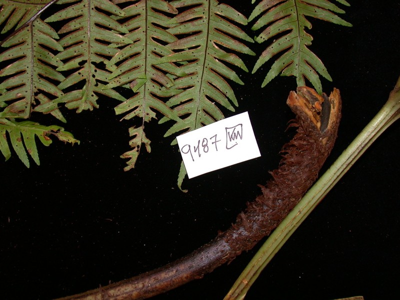 Pteris comans photo 5