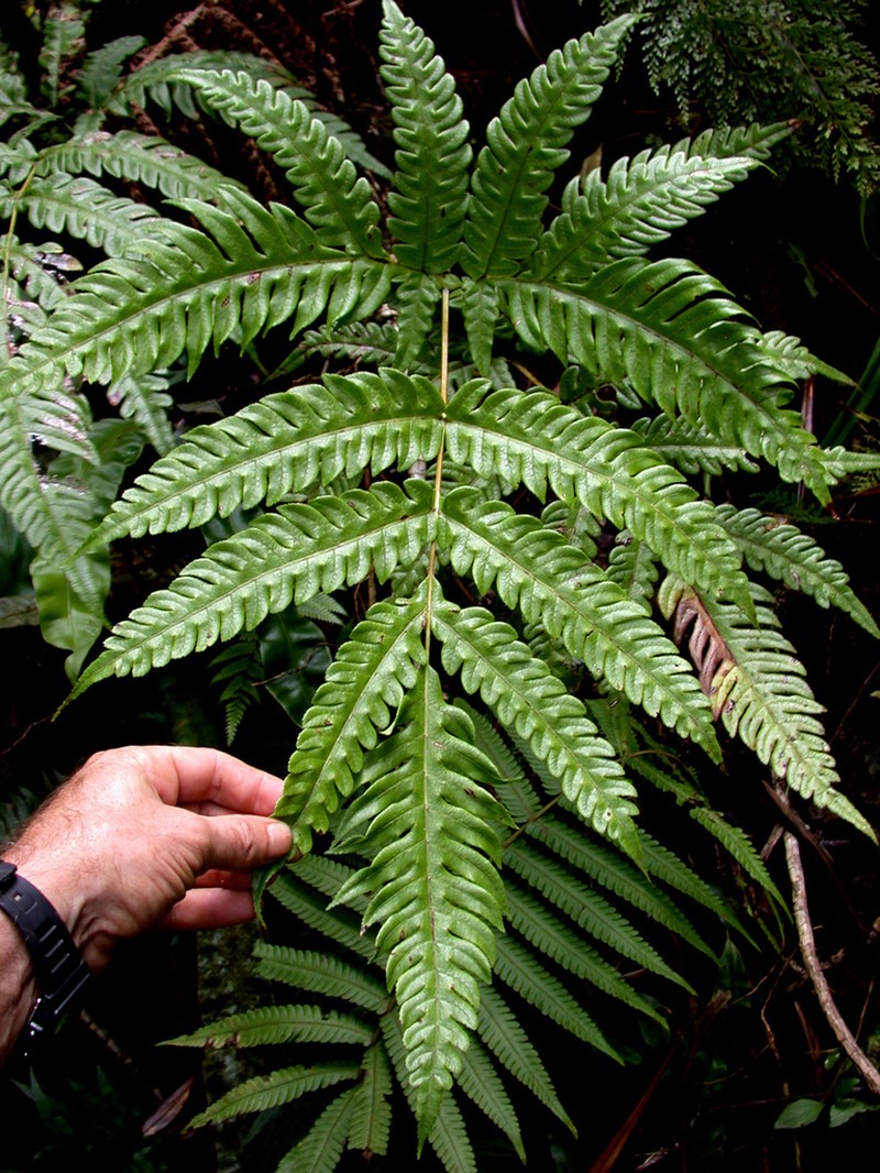 Pteris comans photo 6
