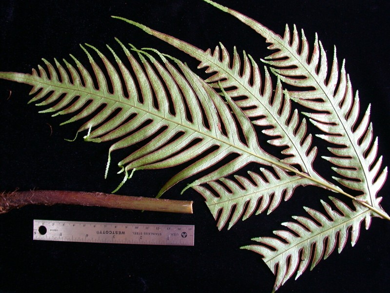 Pteris comans photo 7