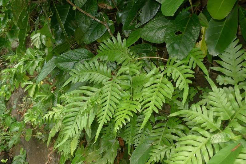 Pteris comans photo 8