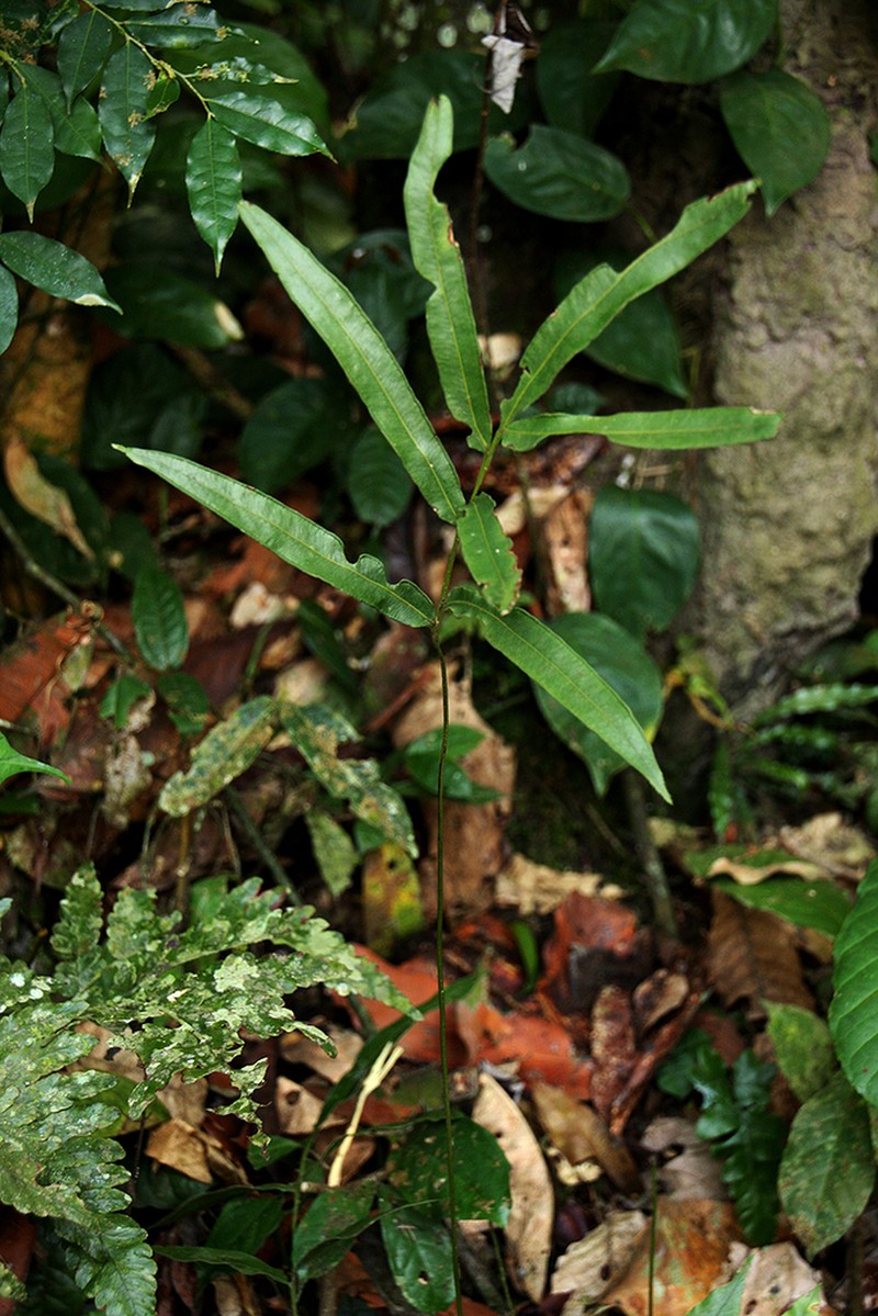 Pteris commutata