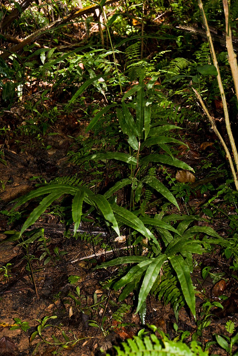 Pteris commutata photo 2
