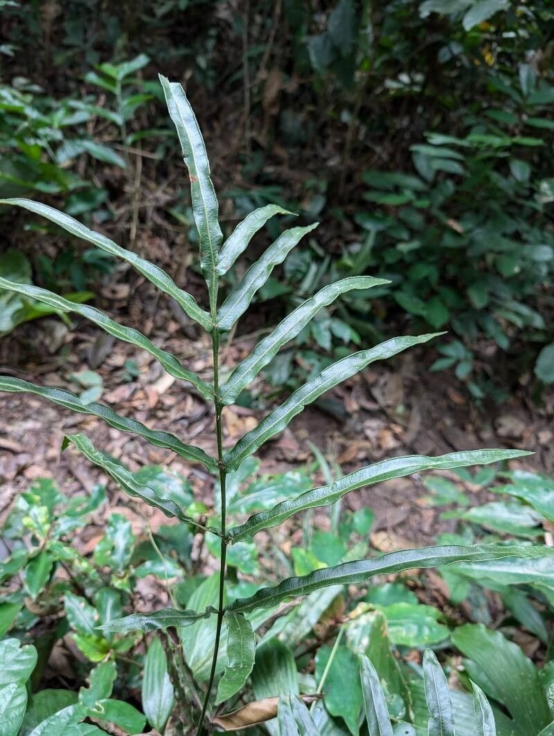 Pteris commutata photo 3