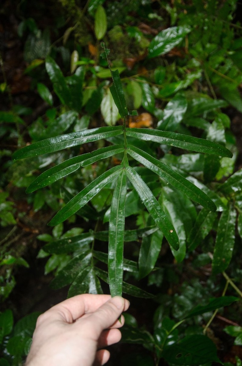 Pteris commutata photo 4