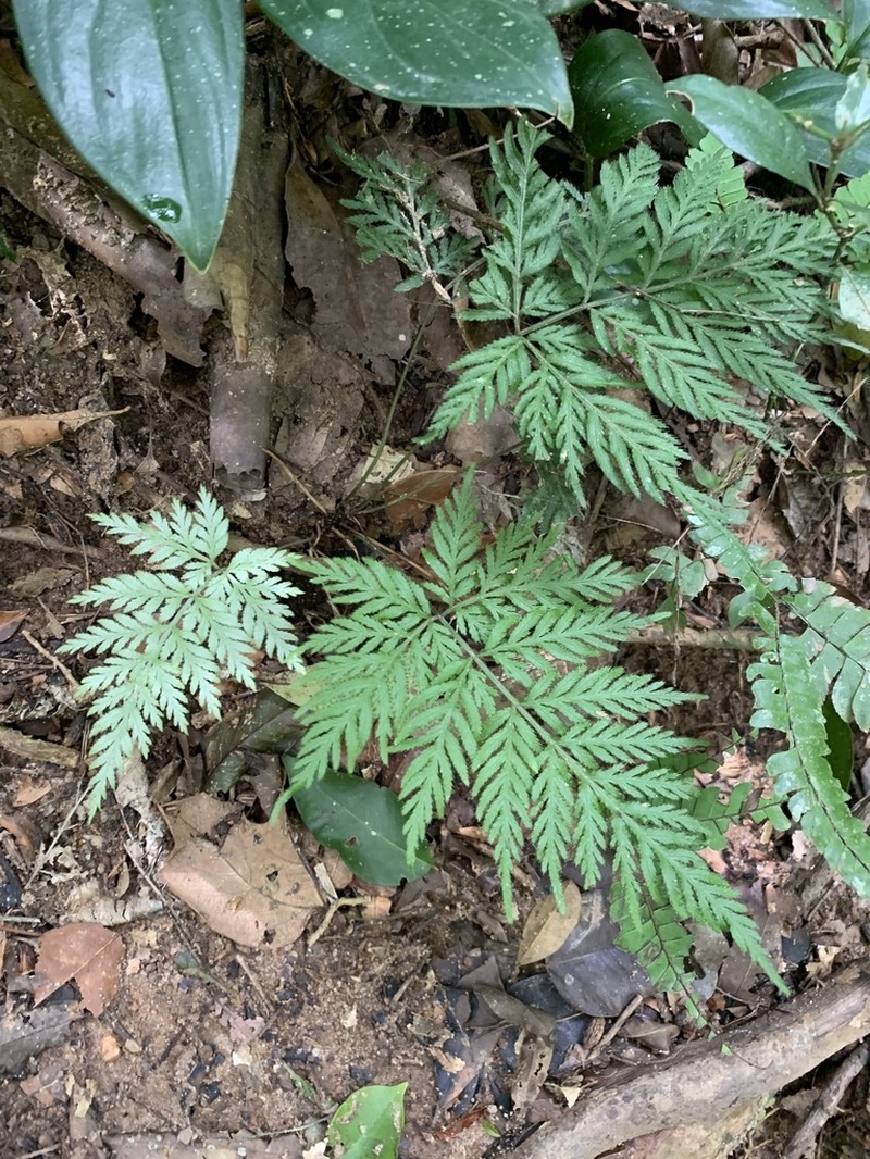 Pteris congesta