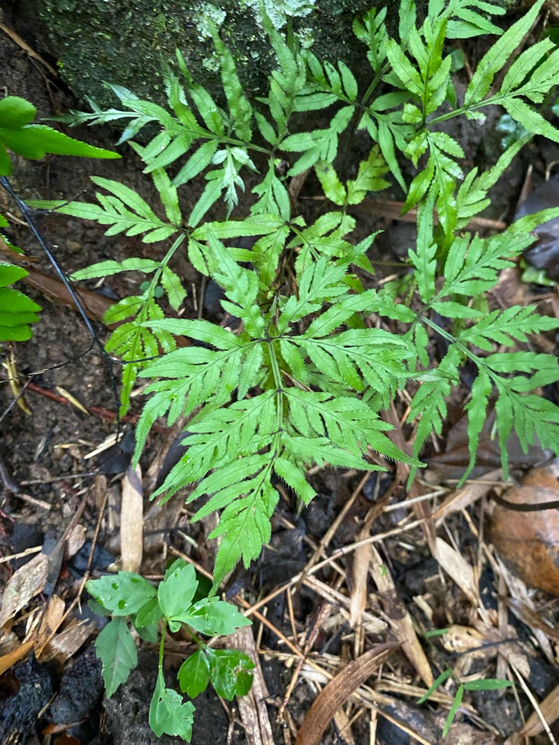 Pteris congesta photo 2