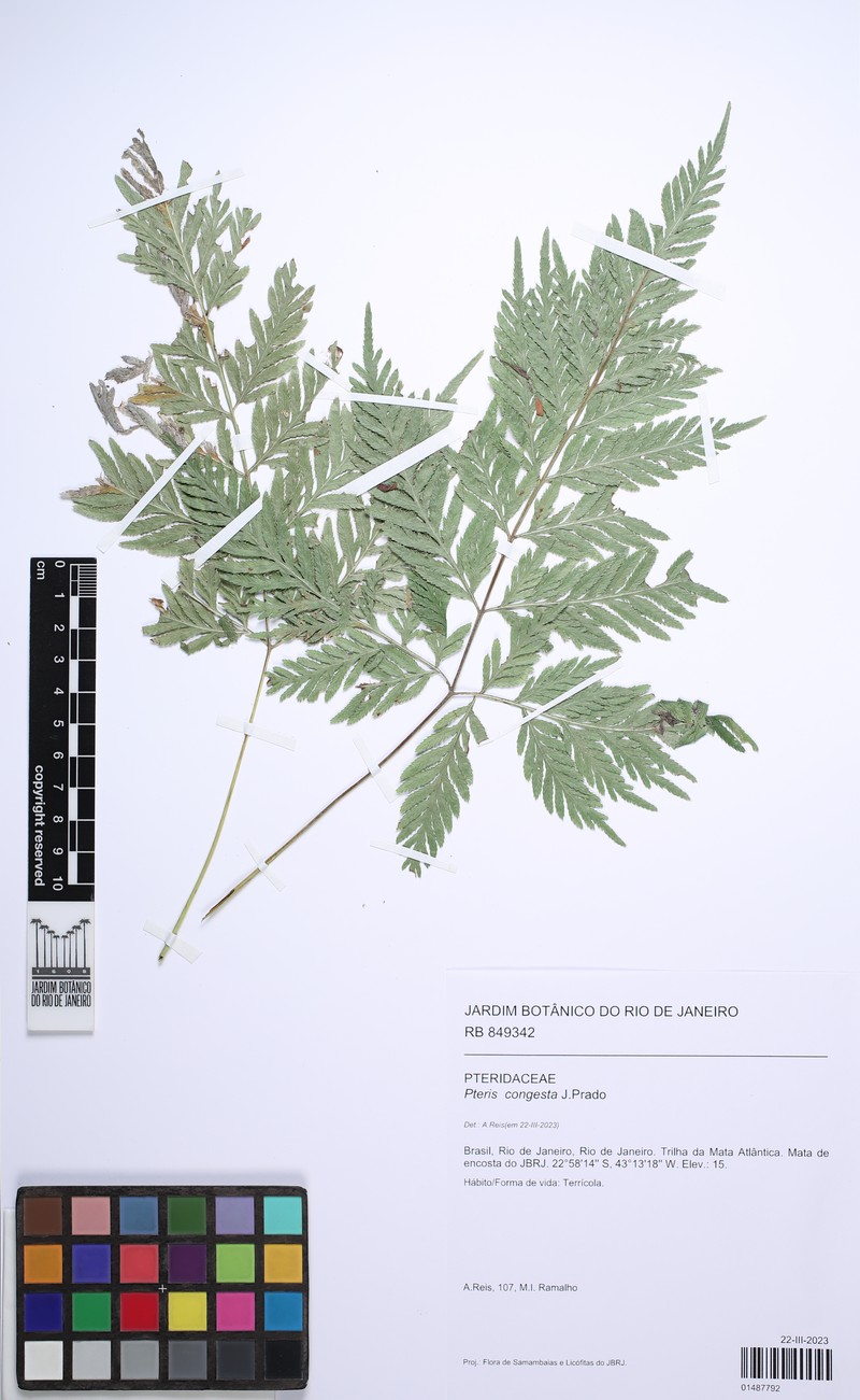 Pteris congesta photo 4