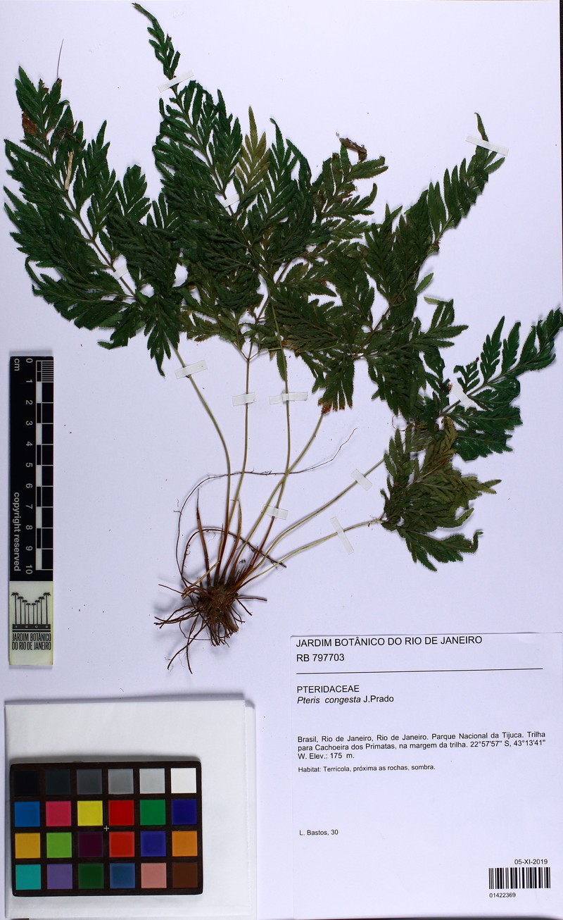 Pteris congesta photo 5