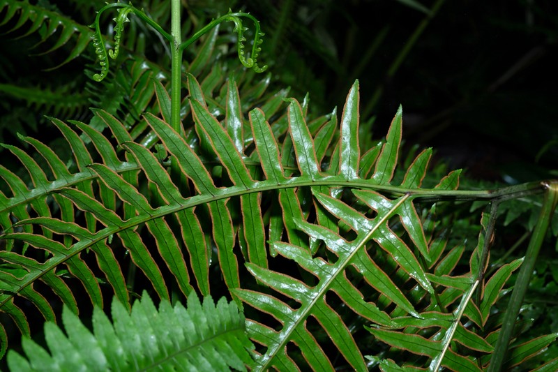 Pteris consanguinea