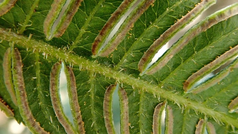 Pteris coriacea
