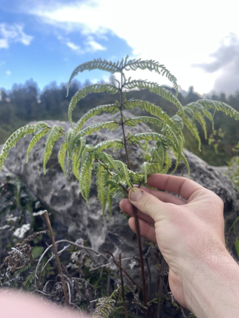 Pteris coriacea photo 2