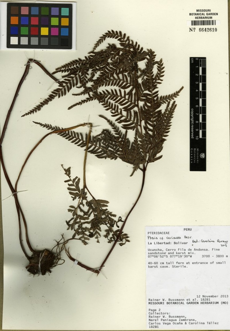 Pteris coriacea photo 3