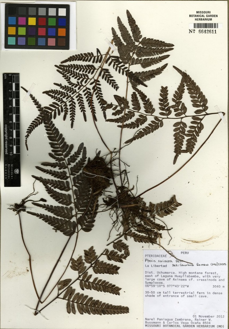 Pteris coriacea photo 4