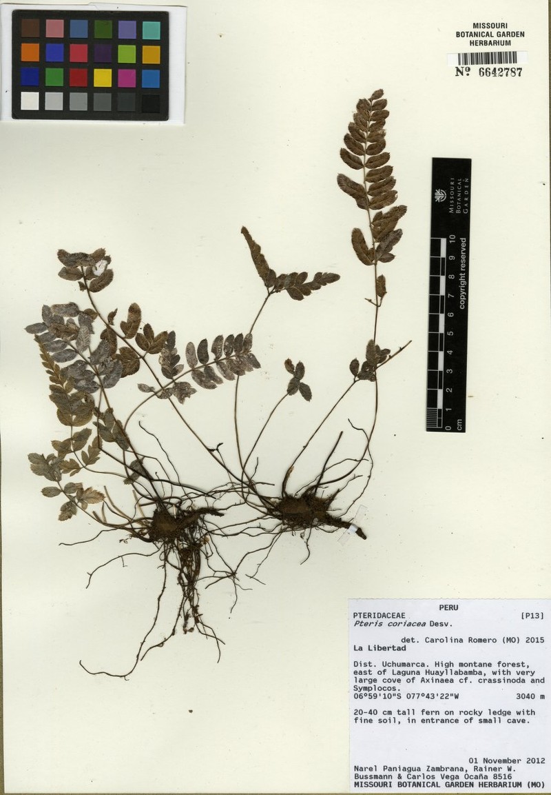 Pteris coriacea photo 5