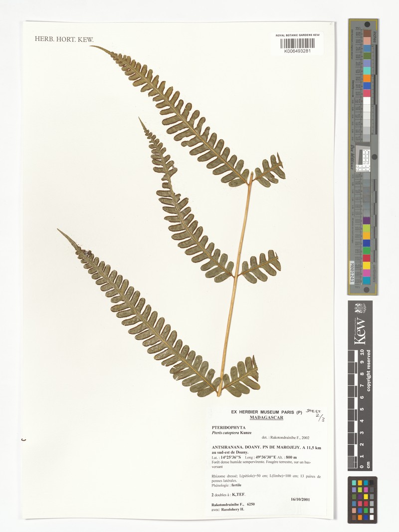 Pteris croesus