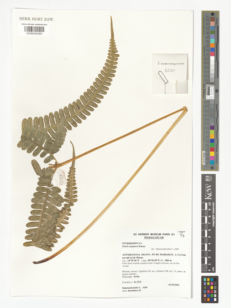 Pteris croesus photo 2