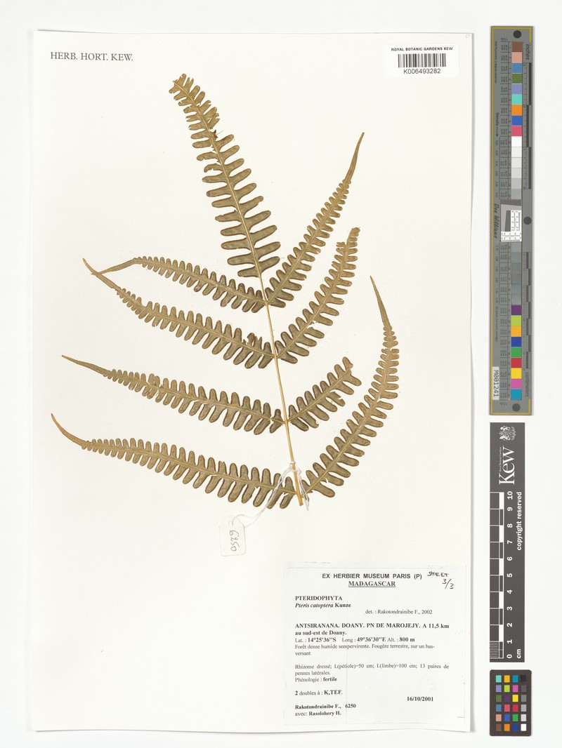 Pteris croesus photo 3