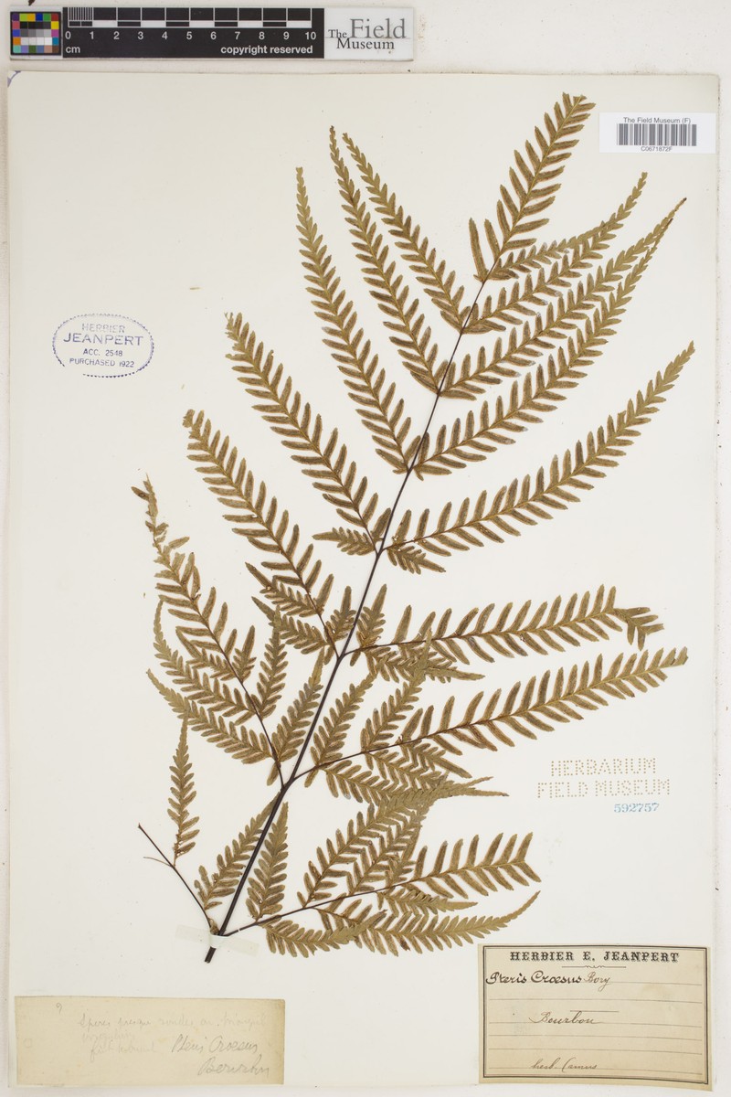 Pteris croesus photo 4