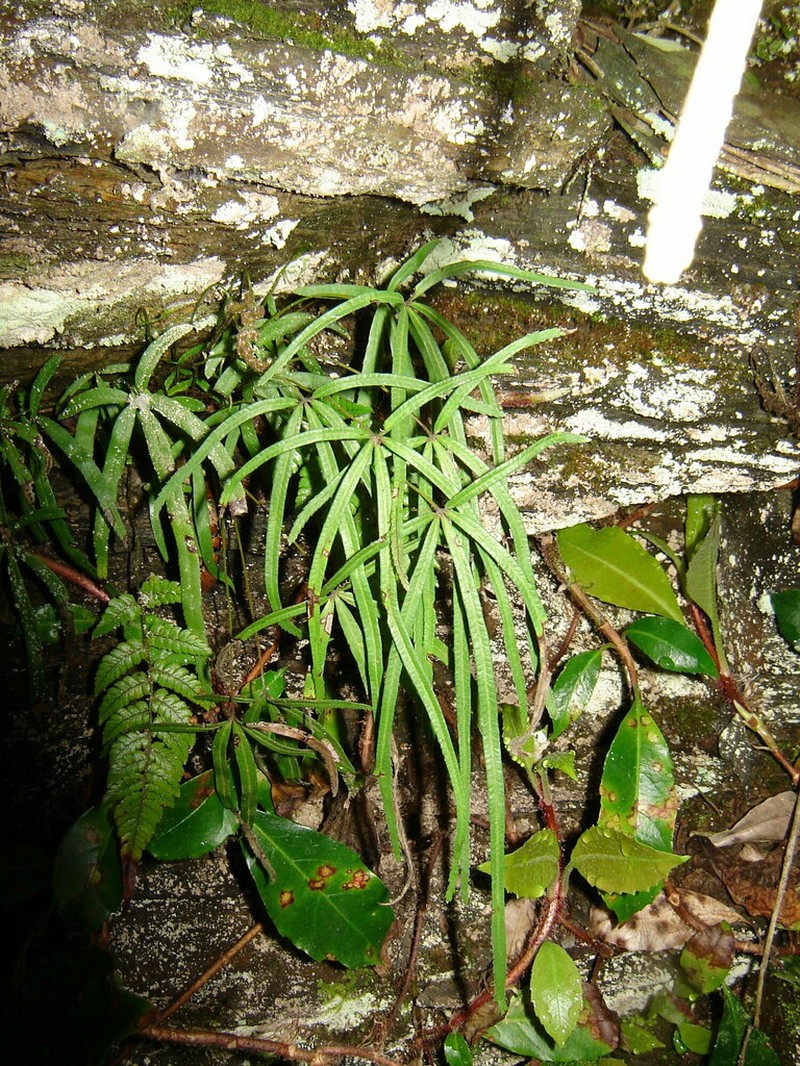 Pteris dactylina