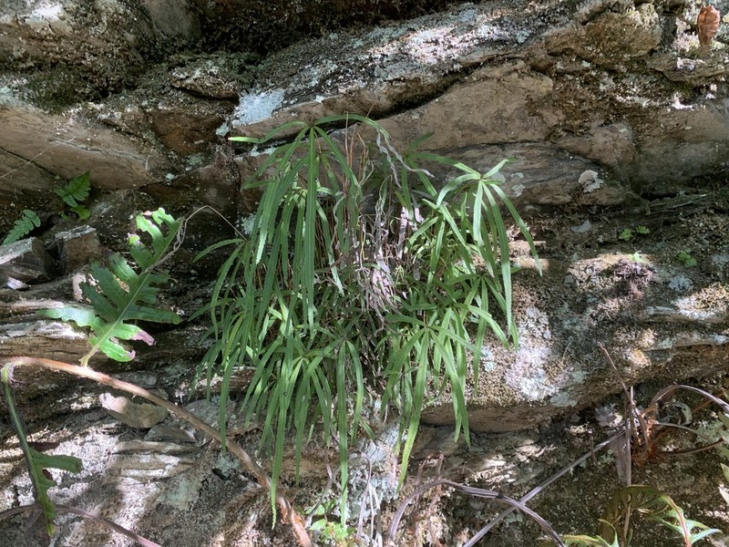 Pteris dactylina photo 2