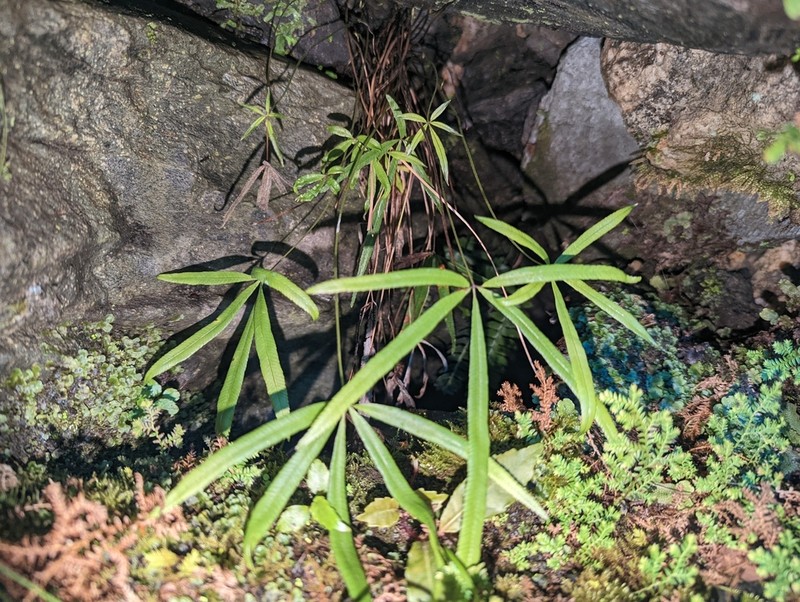 Pteris dactylina photo 3