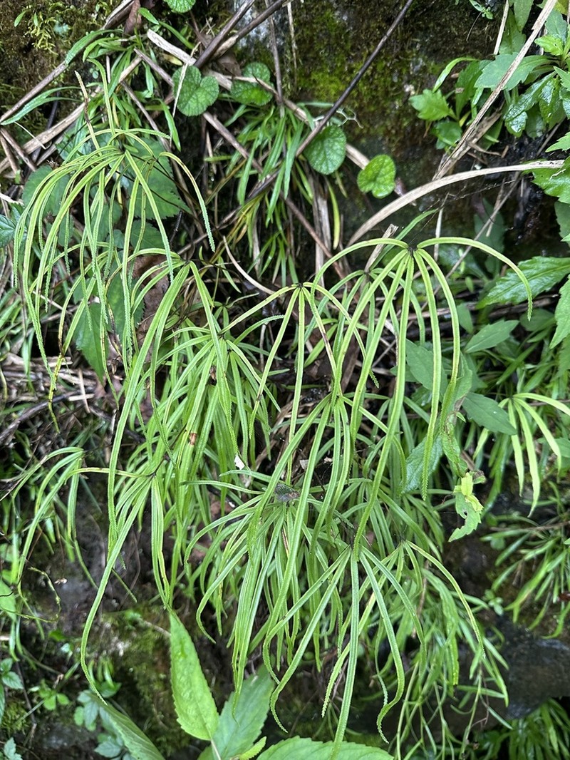 Pteris dactylina photo 4