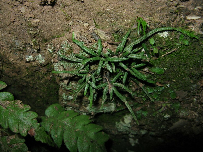 Pteris dactylina photo 5