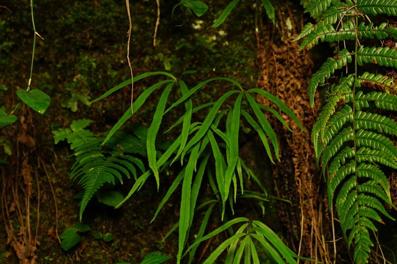 Pteris dactylina photo 6